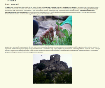 Parádi Tábor 7. kép